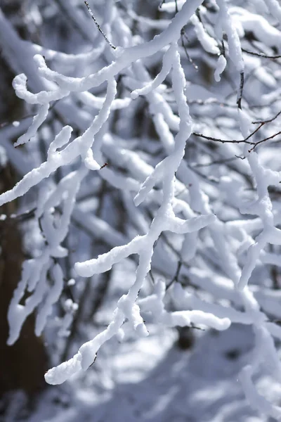 Smältande Snö Skogsträdgrenarna Solig Vinterdag — Stockfoto