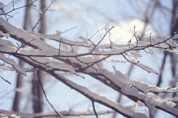 Sciogliere Neve Sui Rami Degli Alberi Della Foresta Nella Soleggiata — Foto Stock