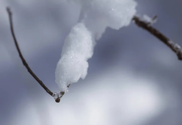 Derretimiento Nieve Ramas Árboles Forestales Soleado Día Invierno — Foto de Stock