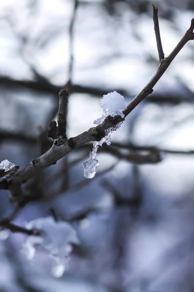 晴れた冬の日に森の木の枝で雪を溶かす — ストック写真