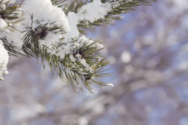 Snötäckta Grangrenar Utomhus Detaljerad Vinternatur — Stockfoto