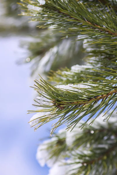 Snow Covered Spruce Tree Branches Outdoors Winter Nature Details — Stock Photo, Image