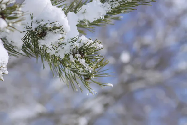 Śnieg Pokryte Gałązki Świerku Zewnątrz Zimowe Szczegóły Natury — Zdjęcie stockowe