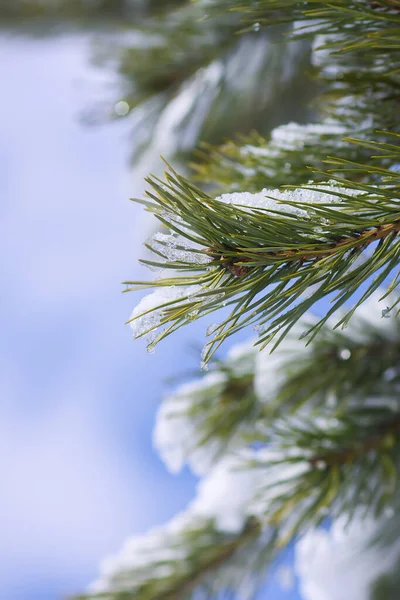 Ramas Abeto Cubiertas Nieve Aire Libre Naturaleza Invierno Detalles — Foto de Stock