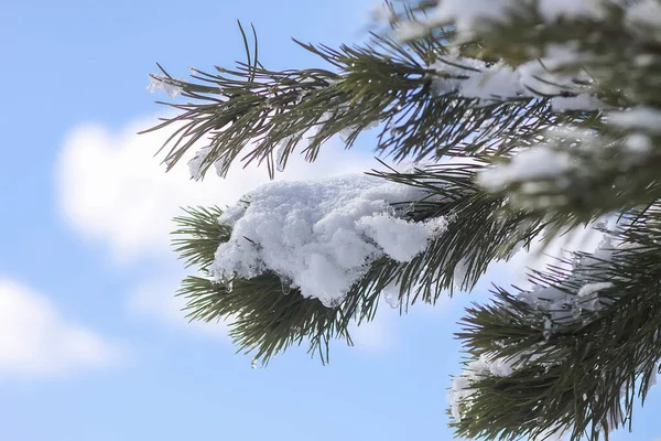 雪は屋外でトウヒの木の枝を覆った 冬の自然詳細 — ストック写真