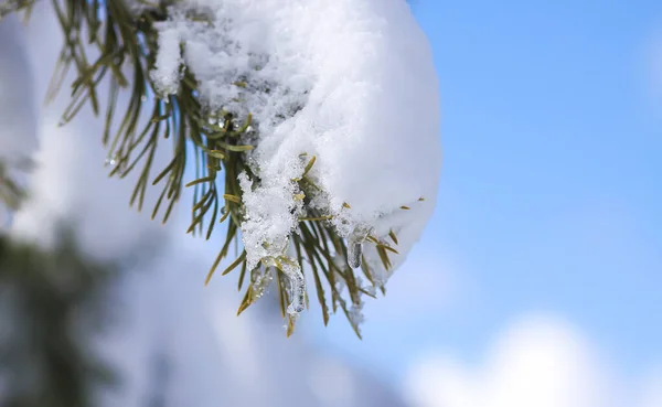 Śnieg Pokryte Gałązki Sosny Świerkowej Zewnątrz Zimowe Szczegóły Natury — Zdjęcie stockowe