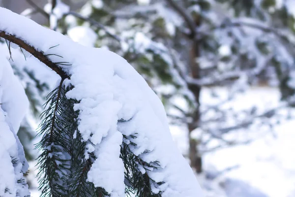 Snötäckta Grangrenar Utomhus Detaljerad Vinternatur — Stockfoto