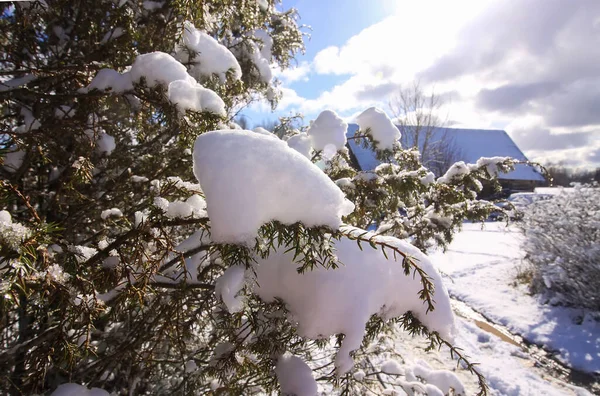 冬の風景 新雪の中でジュニパー植物の枝の背後にある農村住宅 — ストック写真