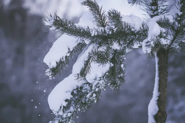 Schneebedeckte Fichtenzweige Freien Details Zur Winternatur — Stockfoto
