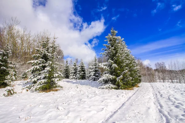 森林や雪に覆われたフィールドと冬の風景 — ストック写真