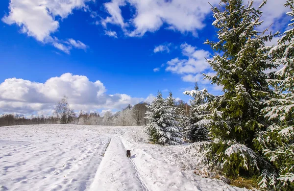 森林や雪に覆われたフィールドと冬の風景 — ストック写真