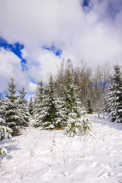 Paysage Hivernal Avec Arbres Forestiers Champs Enneigés — Photo