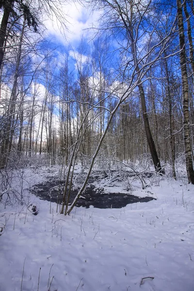 Paisaje Invernal Con Árboles Forestales Campo Cubierto Nieve — Foto de Stock