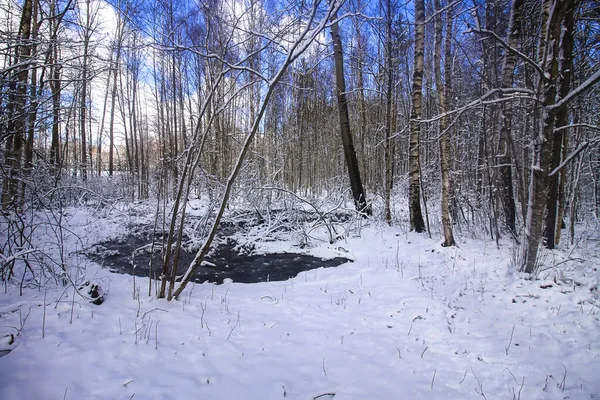 Paisaje Invernal Con Árboles Forestales Campo Cubierto Nieve —  Fotos de Stock