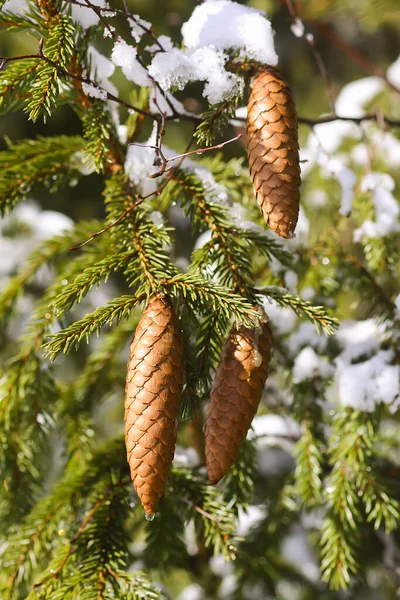 Snow Covered Spruce Tree Branches Outdoors Winter Nature Details — Stock Photo, Image