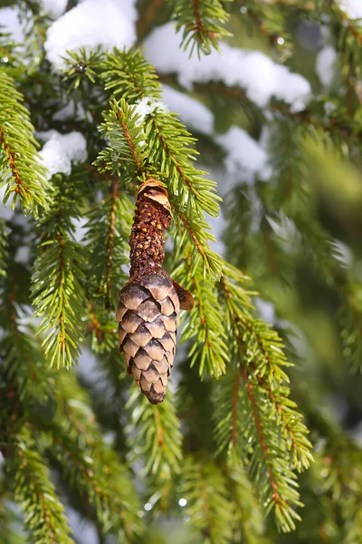 Neve Cobriu Ramos Verdes Abeto Com Cones Cone Abeto Comido — Fotografia de Stock