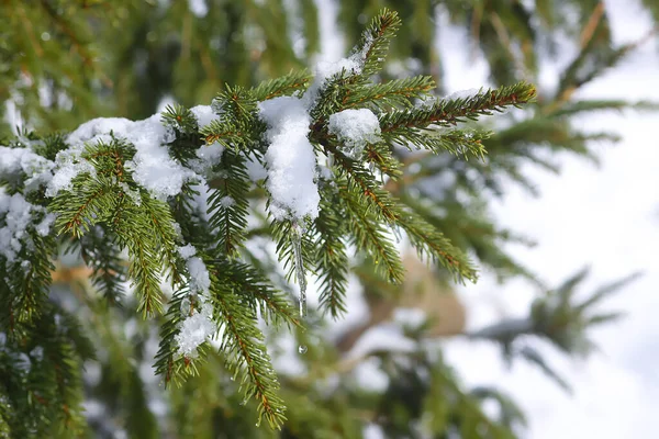 Transparent icicle hanging on the snow covered fir tree branch outdoors. Winter nature details.