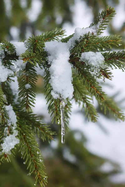 Transparent icicle hanging on the snow covered fir tree branch outdoors. Winter nature details.