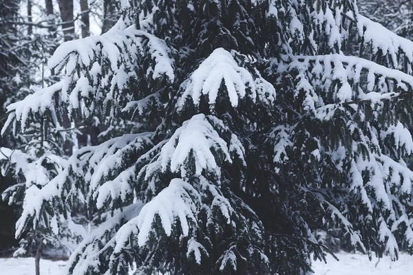 Neve Coberto Ramos Abeto Árvore Livre Detalhes Natureza Inverno — Fotografia de Stock