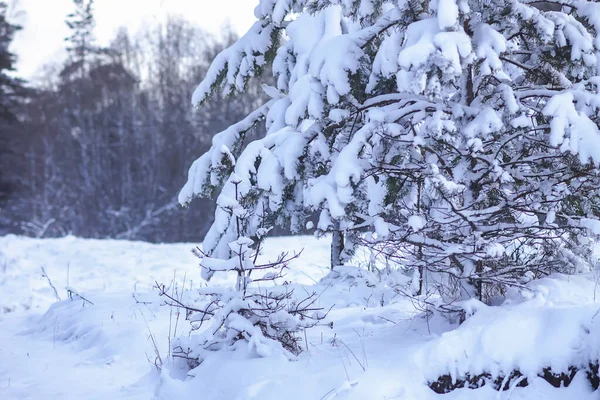 Hóval Borított Lucfenyő Ágak Szabadban Téli Természet Részletei — Stock Fotó