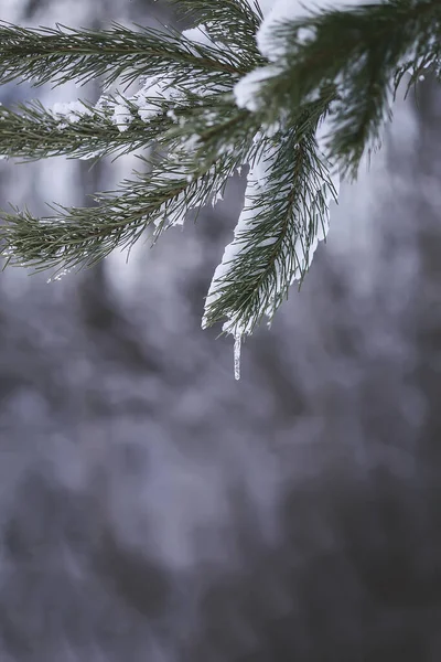 Przezroczysty Sopel Wiszący Gałęzi Sosny Pokrytej Śniegiem Zewnątrz Zimowe Szczegóły — Zdjęcie stockowe
