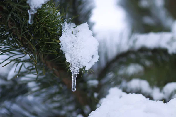 Transparent icicle hanging on the snow covered pine tree branch outdoors. Winter nature details.