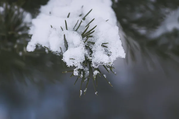 Schneebedeckte Fichtenzweige Freien Details Zur Winternatur — Stockfoto