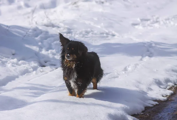 Jovem Cão Negro Rafeiro Ativo Caminha Livre Neve Inverno — Fotografia de Stock