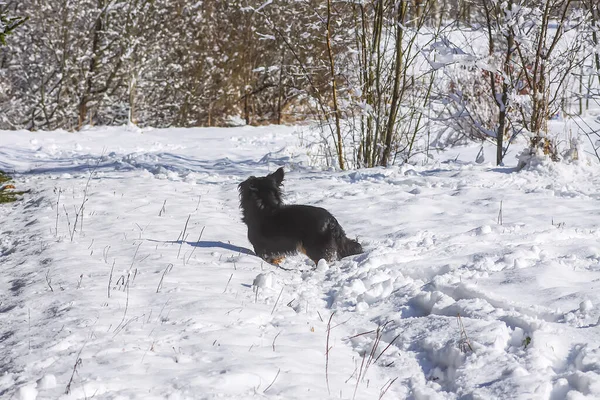 Ενεργός Νεαρός Μπάσταρδος Μαύρος Σκύλος Περπατά Έξω Στο Χιόνι Χειμώνα — Φωτογραφία Αρχείου