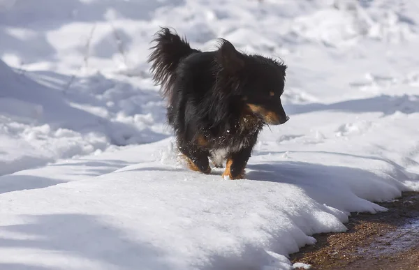 Ενεργός Νεαρός Μπάσταρδος Μαύρος Σκύλος Περπατά Έξω Στο Χιόνι Χειμώνα — Φωτογραφία Αρχείου