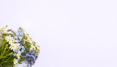 Beyaz kağıttan arka planda yabani mavi ve beyaz çiçekler. Mavi ve beyaz çiçekli 