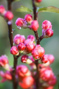 Bahar bahçesinde çiçek açan Japon ayva bitkisinin güzel çiçekleri..