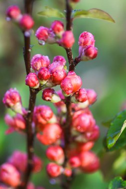 Bahar bahçesinde çiçek açan Japon ayva bitkisinin güzel çiçekleri..