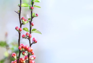 Bahar bahçesinde çiçek açan Japon ayva bitkisinin güzel çiçekleri..