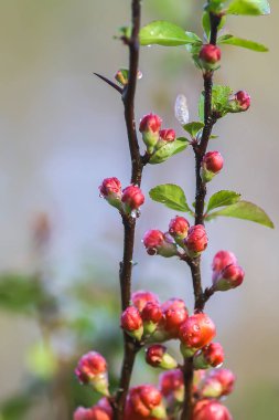 Bahar bahçesinde çiçek açan Japon ayva bitkisinin güzel çiçekleri..