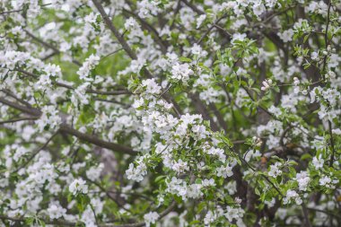 Bahar bahçesindeki bir dalda elma ağacı beyaz çiçekler..