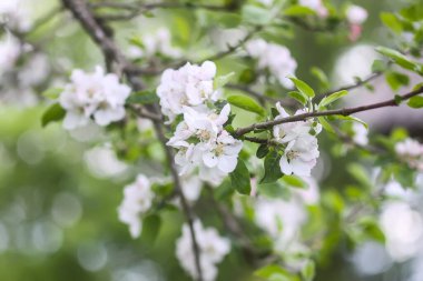 Bahar bahçesindeki bir dalda elma ağacı beyaz çiçekler..