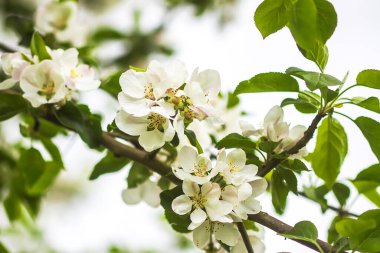 Bahar bahçesindeki bir dalda elma ağacı beyaz çiçekler..