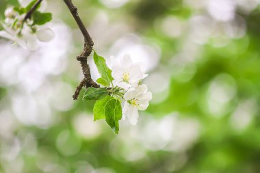 Bahar bahçesindeki bir dalda elma ağacı beyaz çiçekler..