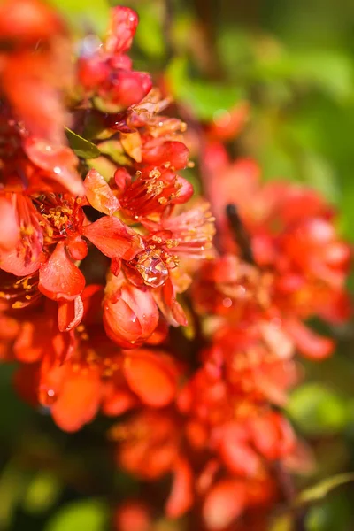 Lindas Flores Planta Marmelo Japonês Flor Jardim Primavera — Fotografia de Stock