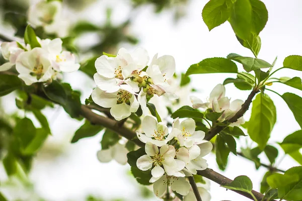 Bahar bahçesindeki bir dalda elma ağacı beyaz çiçekler..