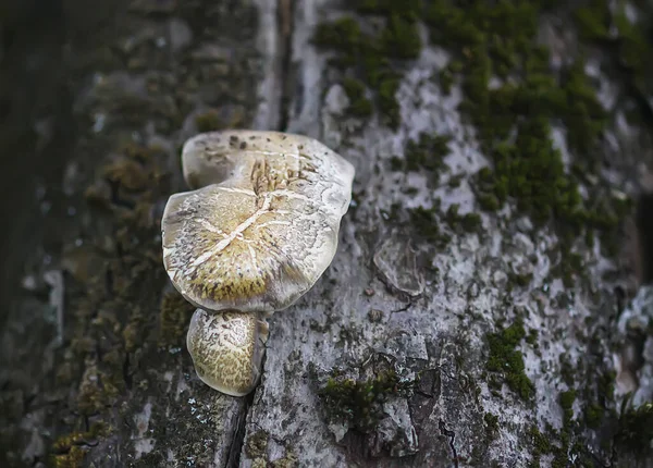 Funghi Che Crescono Una Corteccia Albero Simbiosi Degli Organismi Organici — Foto Stock
