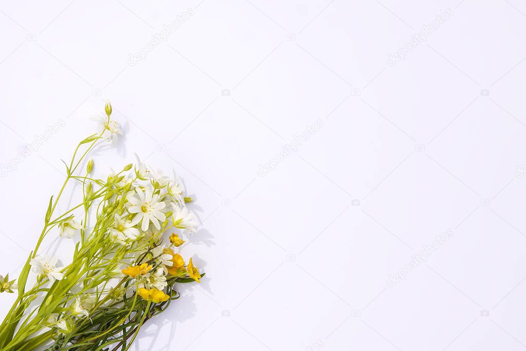 Wild flowers on soft paper background. Copy space. Floral card, poster, banner design.