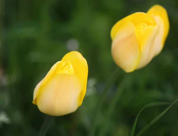 Gyönyörű Tavasz Tulipán Virágok Nőnek Kertben — Stock Fotó