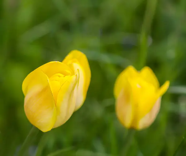 Gyönyörű Tavasz Tulipán Virágok Nőnek Kertben — Stock Fotó