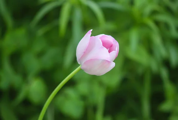 Belles Fleurs Tulipes Printanières Poussant Dans Jardin — Photo