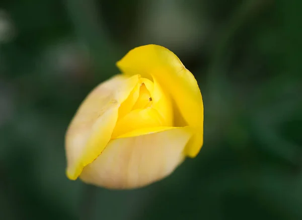 Lindas Flores Tulipa Amarela Primavera Crescendo Jardim Pétalas Plantas Fechar — Fotografia de Stock