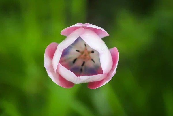 Bahçede Büyüyen Güzel Bahar Lale Çiçekleri — Stok fotoğraf