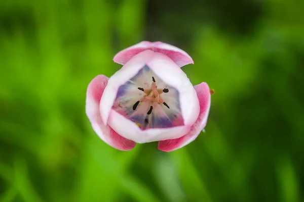 Beautiful Spring Tulip Flowers Growing Garden — Stock Photo, Image