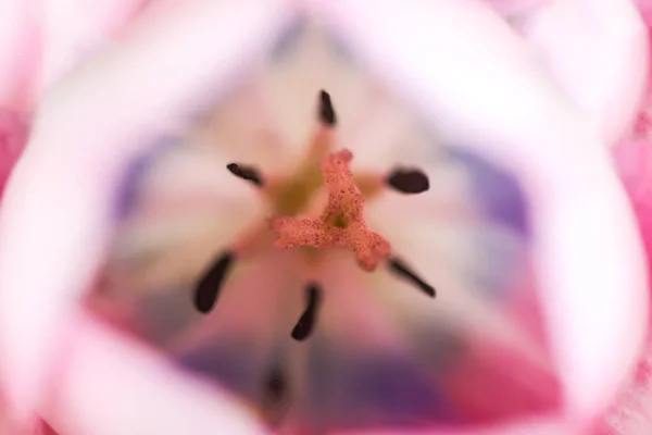 Beautiful Spring Tulip Flower Pink Petals Close — Stock Photo, Image